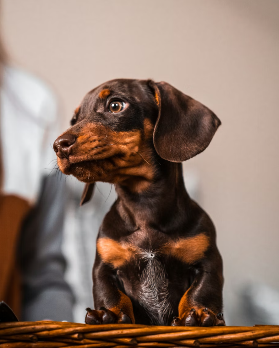 A dark and light brown colored Minitaure Dachshund sitting in a brown basket inside a house with grey walls during the day.